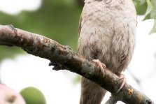 выкса.рф, 🐦 Всероссийская перепись воробьёв